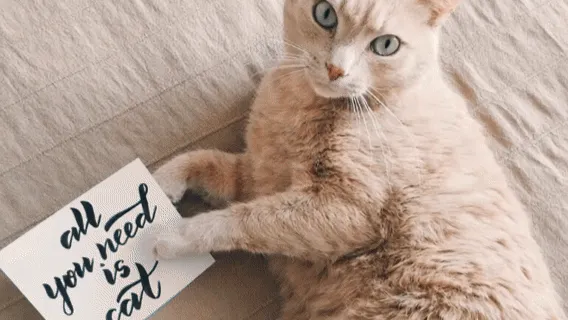 Rugido de Fuego - NovaVideo convierte tu imagen en un video de fuego dramático